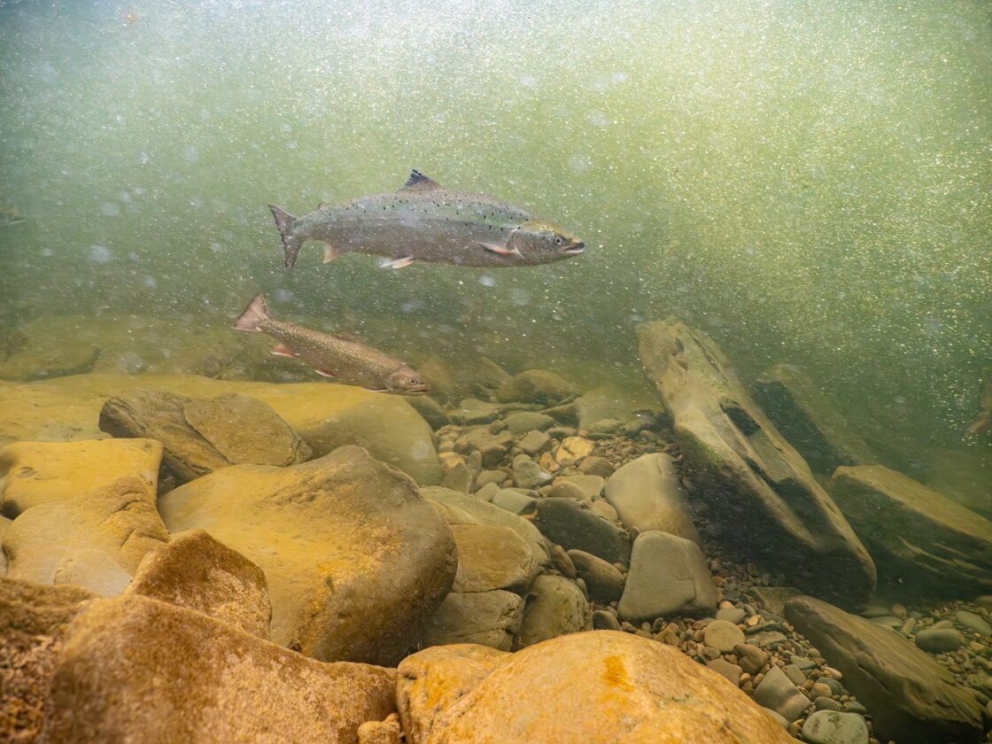 Migration des saumons de l’Atlantique